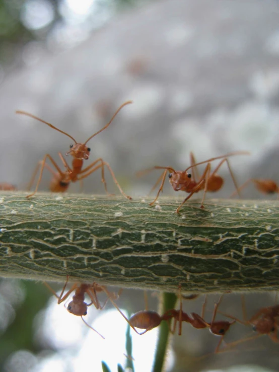 some very big cute red ants on a plant