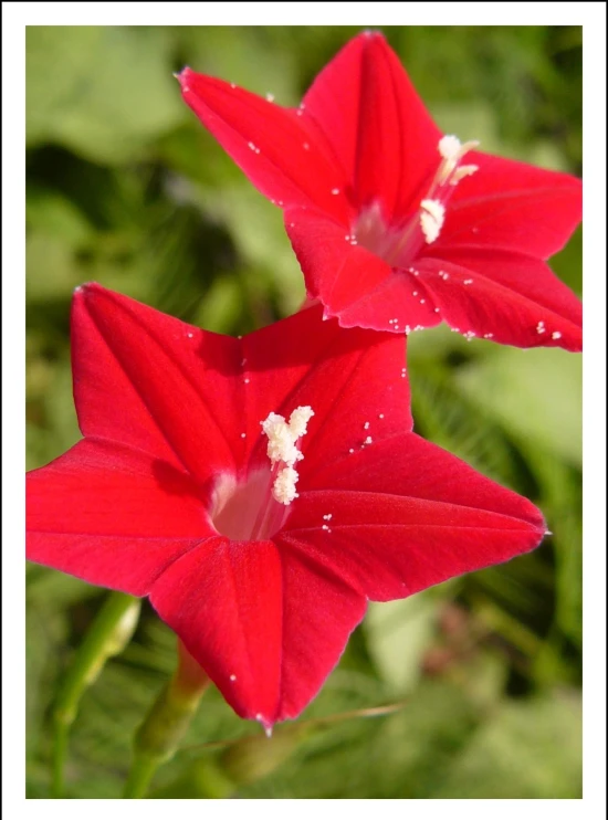 a close up s of two red flowers with drops of dew