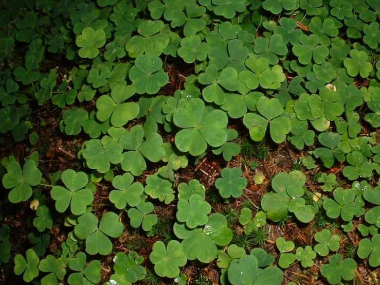 clover - leaf clovers are growing in the woods