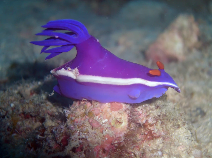 an odd looking purple sea slug with a white stripe on it's back