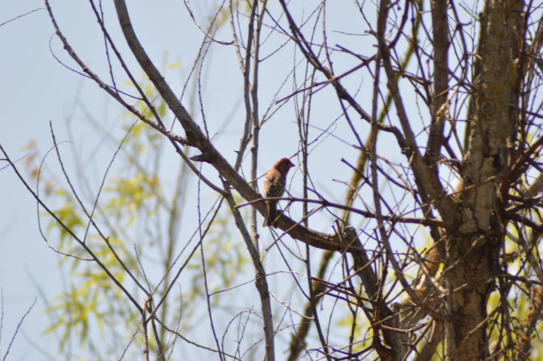 a small bird perched on top of a tree nch