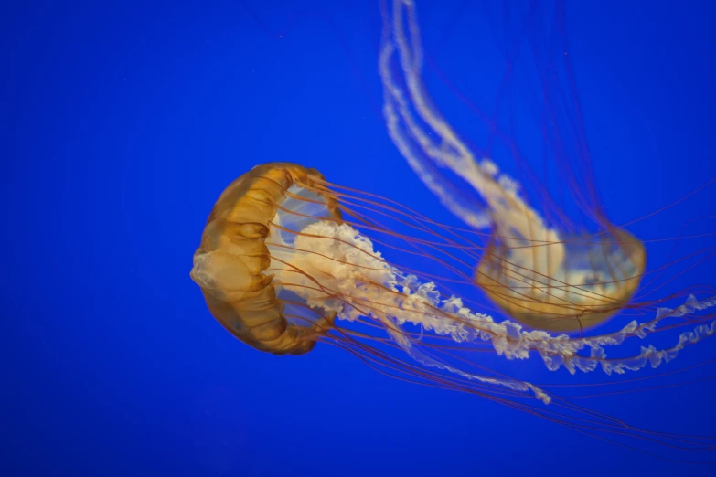 two jellyfish are floating in the water under the blue sky