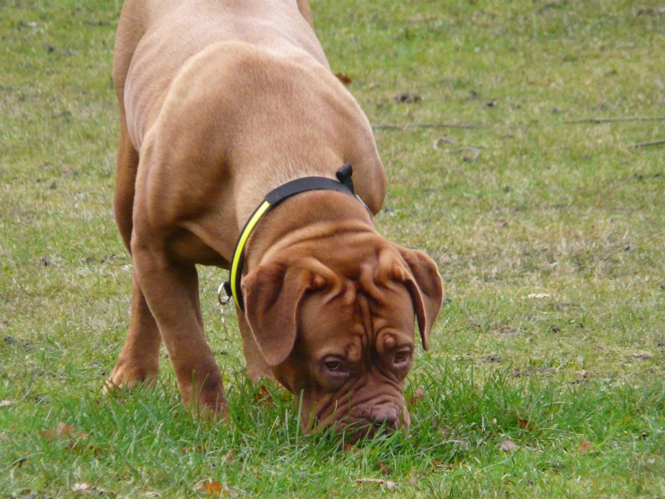 a brown dog walking on top of grass covered ground