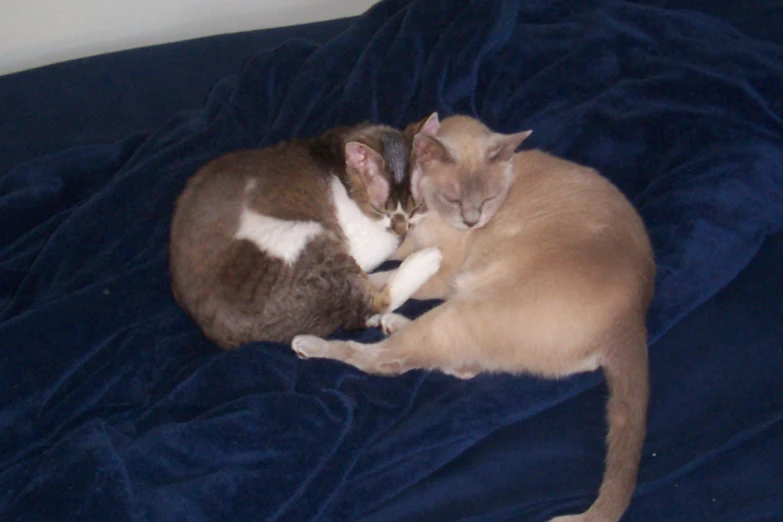 two cats laying on a bed together on a blanket