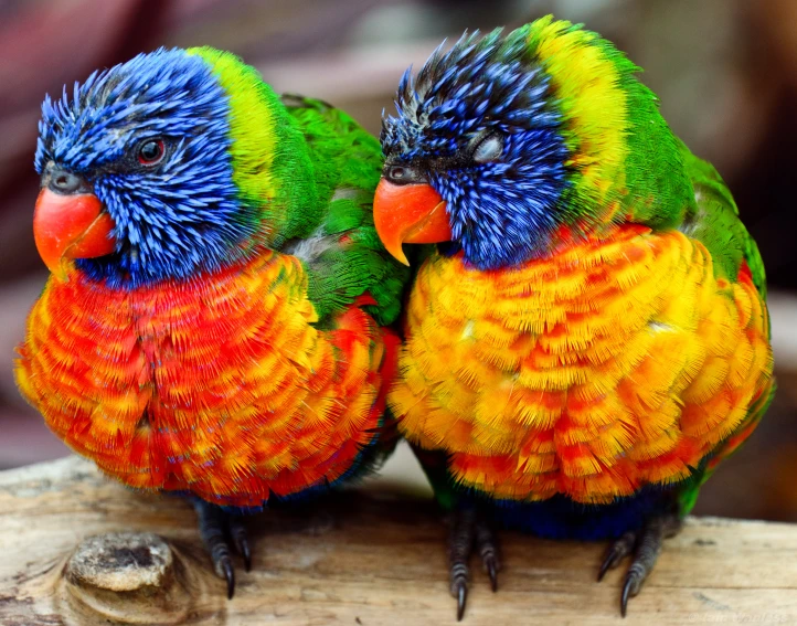 two colorful birds standing on a wooden stick