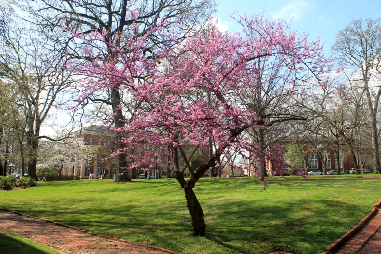 a park with a blossoming tree and walkway leading to it