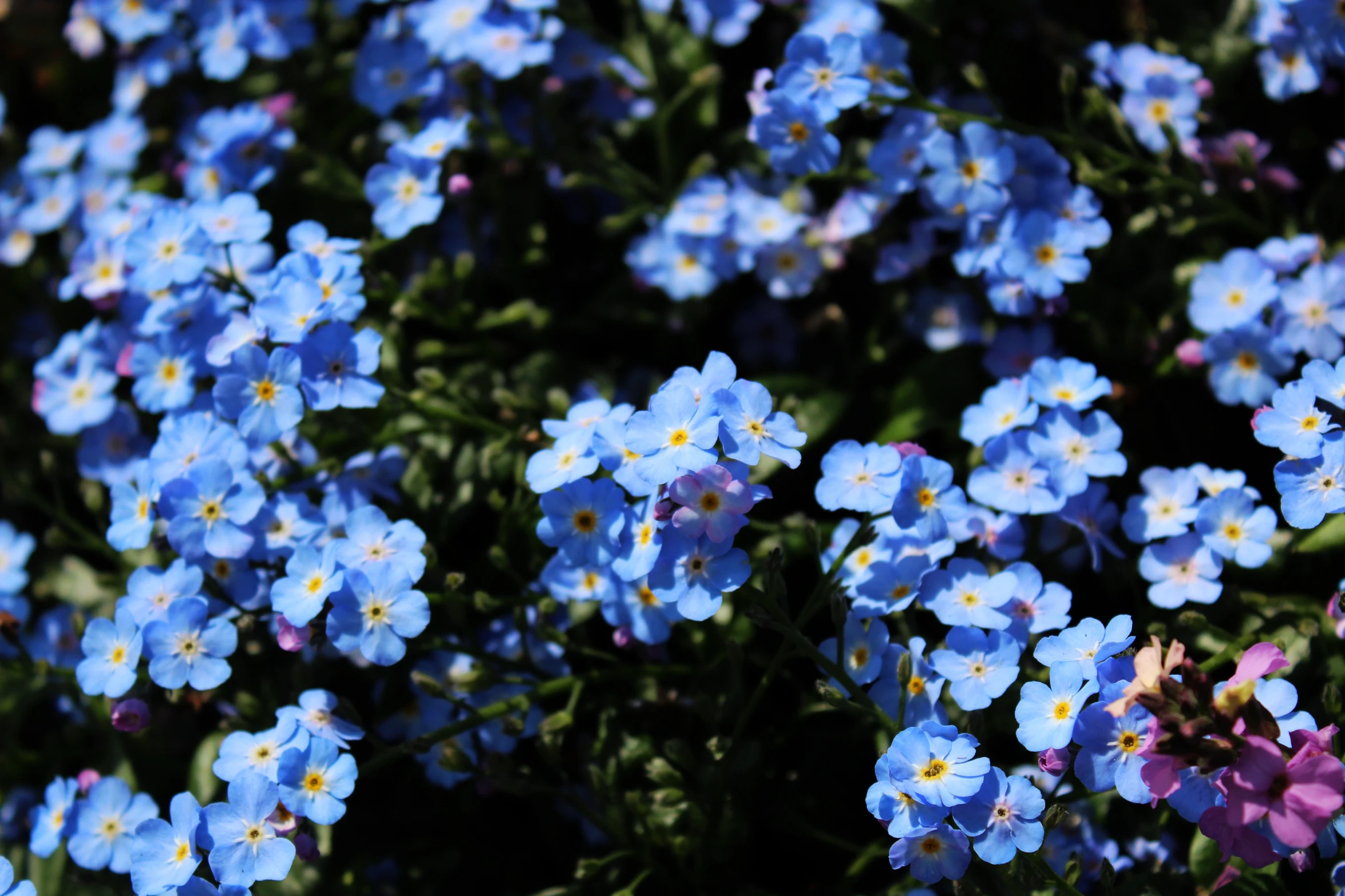 small blue flowers with green leaves