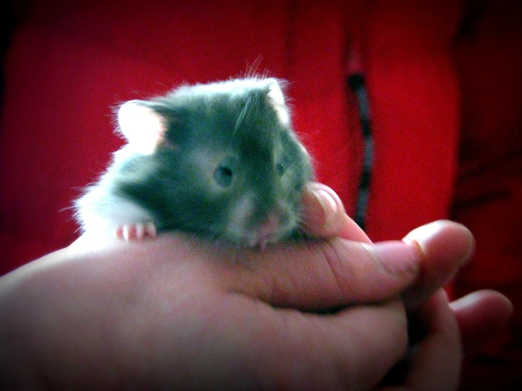 a small animal sits in someones hand