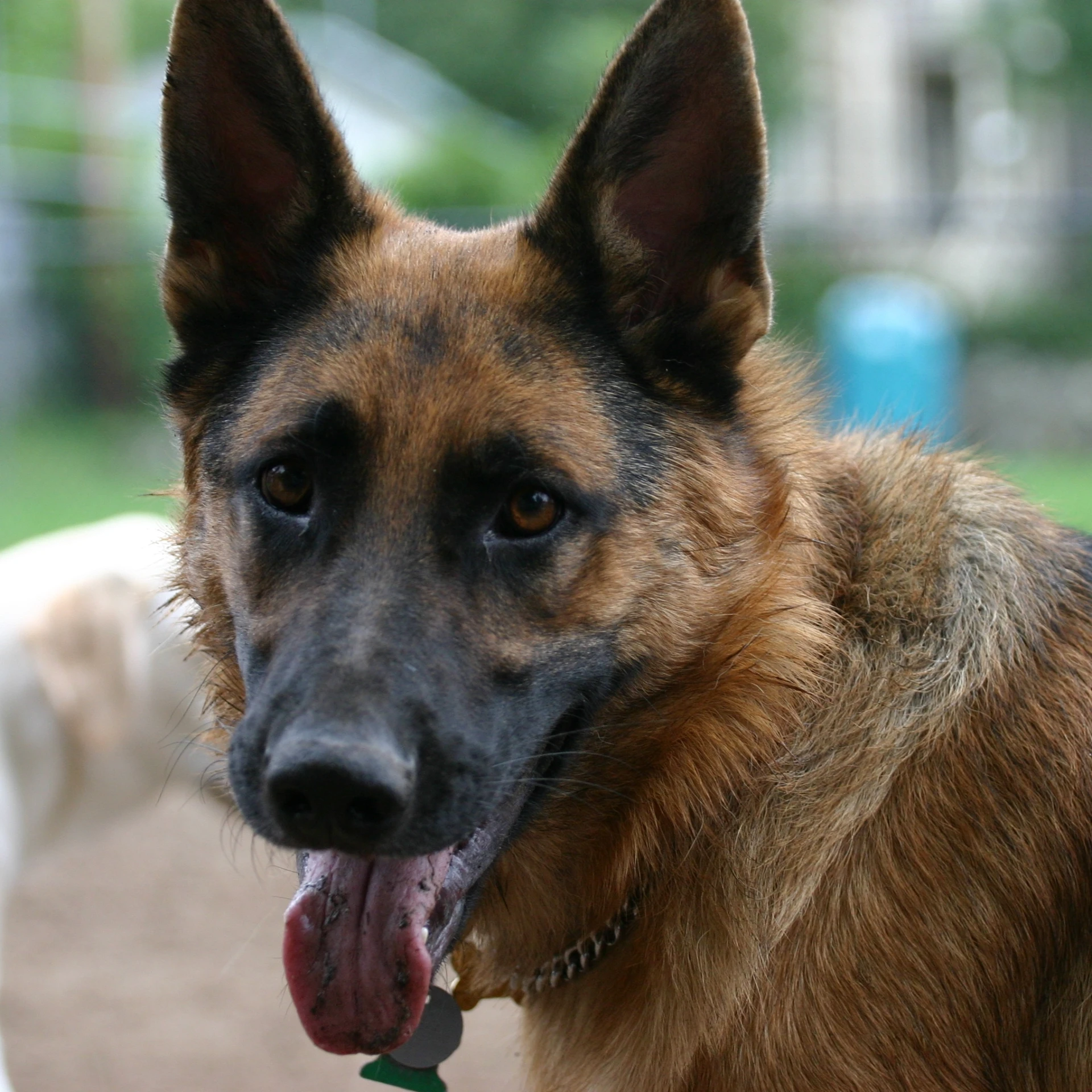 a german shepard dog with his tongue hanging out