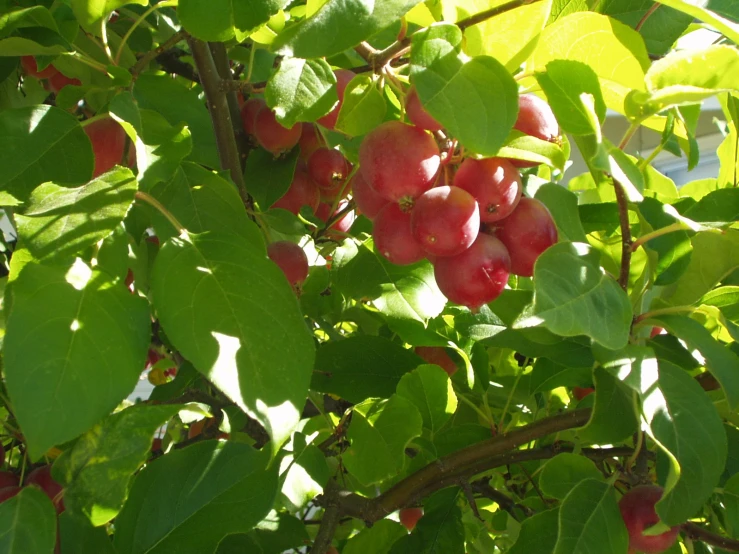 ripe fruit on the nches of trees with leaves