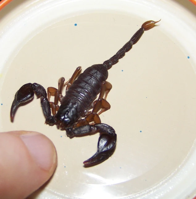 the scorpion is lying on top of the white plate