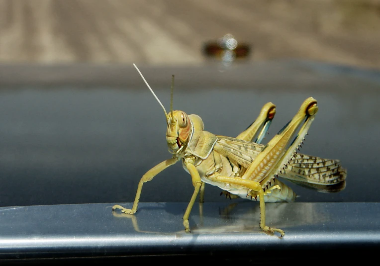 a praying mantissa sits on top of the hood of a car