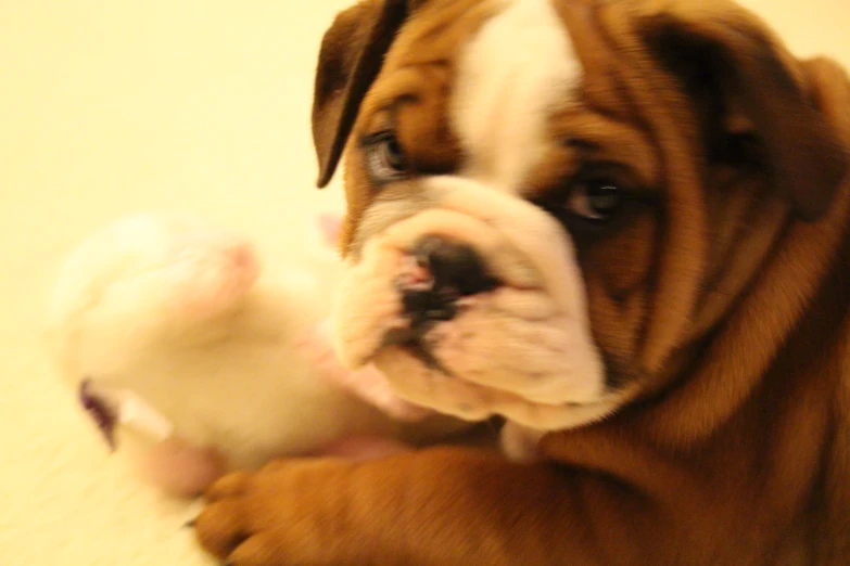 a dog holds the nose of a small stuffed animal