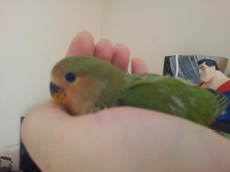 a little green parrot with a human hand