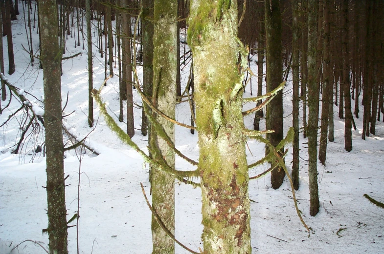 a forest that has some big trees