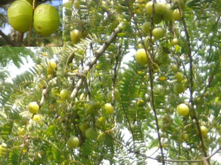 the fruit is hanging from the nches of the tree