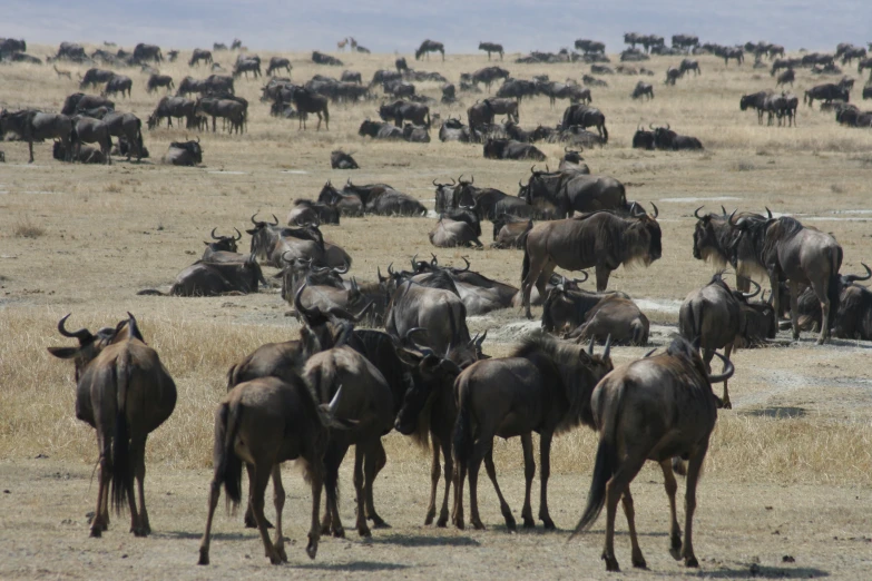 many bulls are grazing in a open area