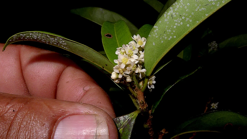 the small flower on the stem has many white flowers