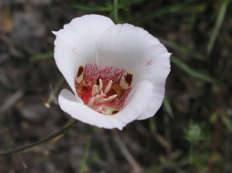 a beautiful white flower with the center partially open