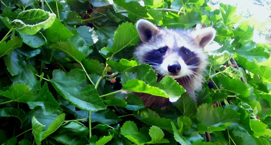 a rac poking his head up out of the nches