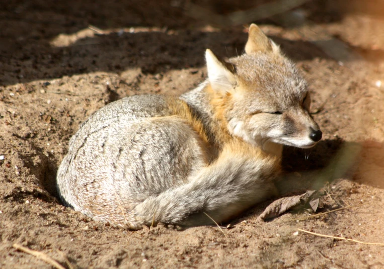 a furry little fox lying down in the sand