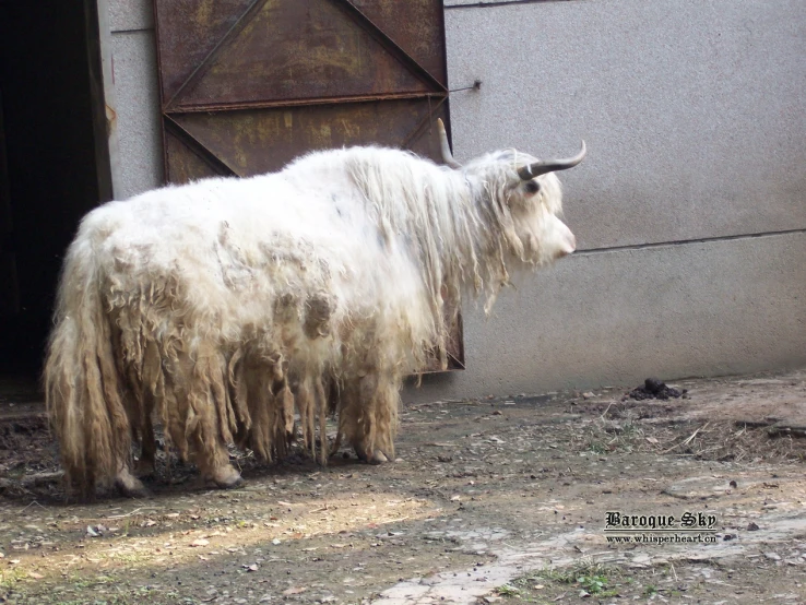 a hairy white yak standing in front of a building