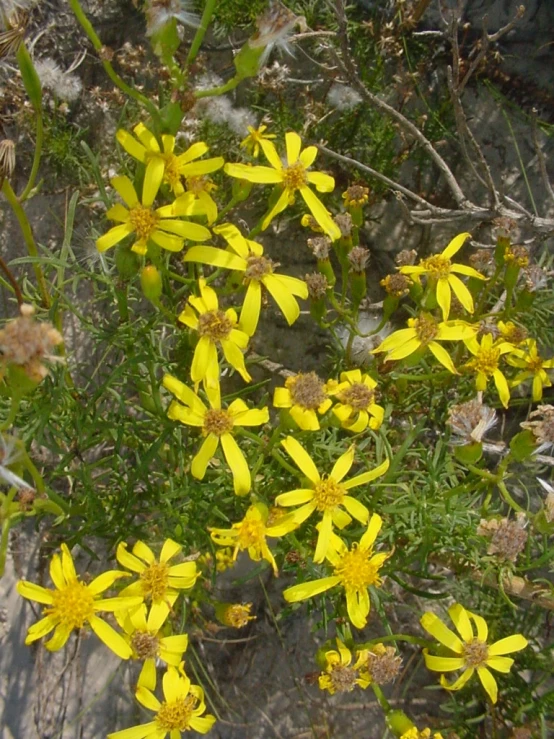 a field of yellow flowers with leaves