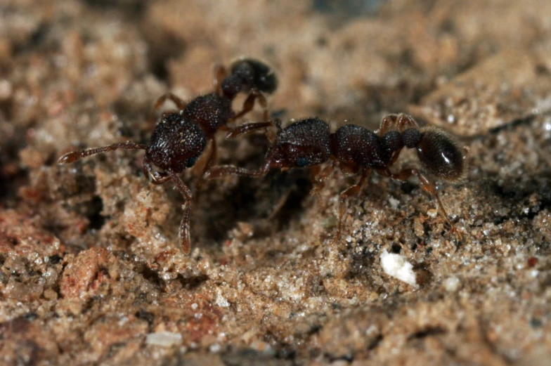 a small ant crawling on a stone surface