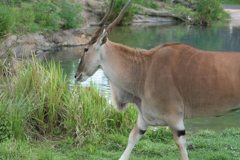 a very cute brown and white animal by water