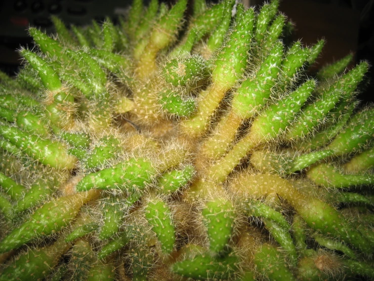 an extreme close up picture of a green plant
