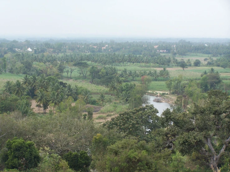 the view over the trees looking towards some green fields