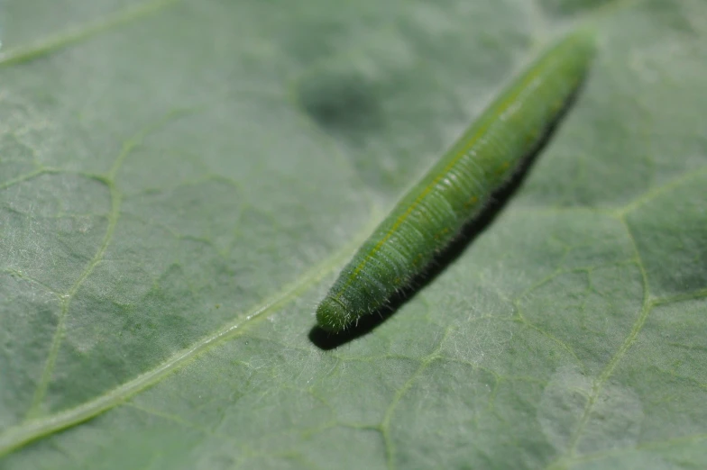 a caterpillar sitting on top of a leaf
