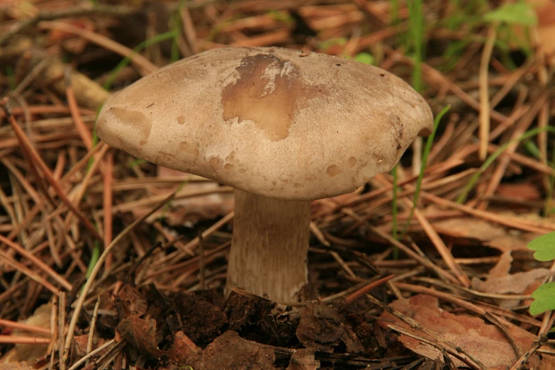 a mushroom is standing alone on the ground
