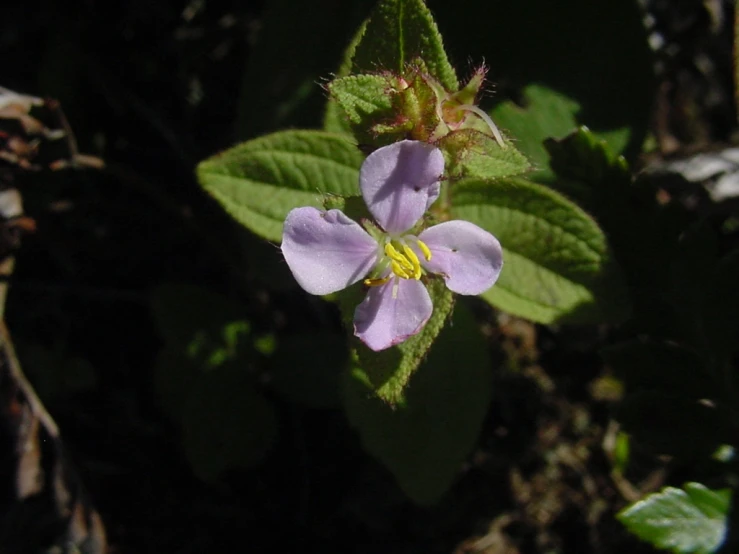 an purple flower with yellow stamen and large green leaves