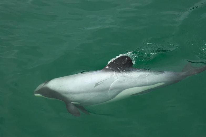 a large white dolphin swimming in the water