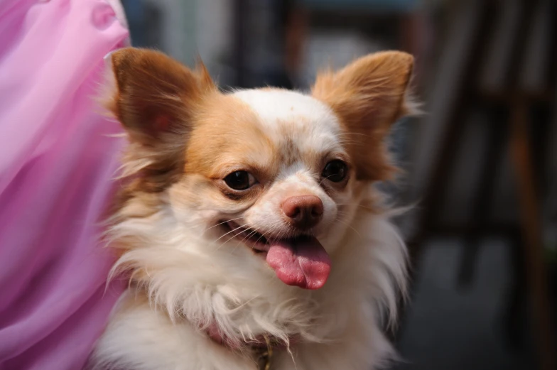 a small dog with it's tongue hanging out
