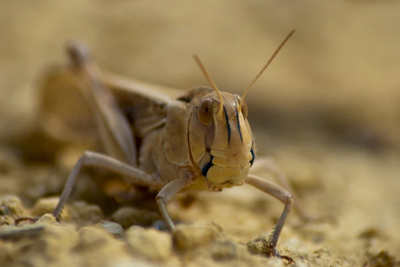 a small brown insect walking across a dry grass covered ground