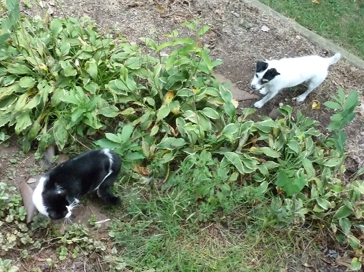 a white and black cat looks at a smaller cat in a grassy area