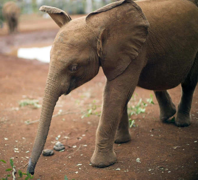 an elephant standing on a dirt ground with it's trunk in the water