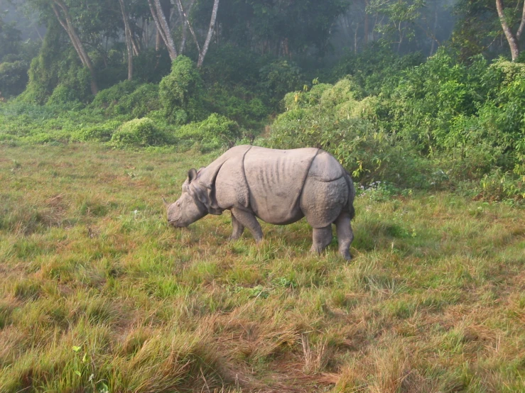 rhinoceros grazing on short grass in front of forest