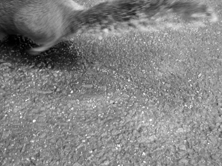 a black and white image of a dog with its feet in the air