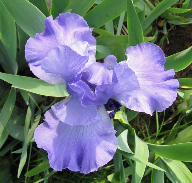 purple flowers are blooming by the green grass