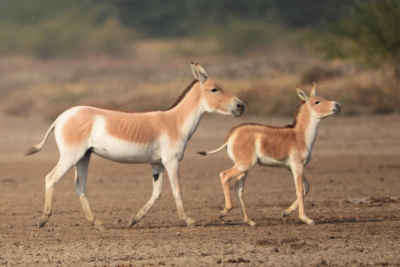 two young goats stand in the middle of the desert