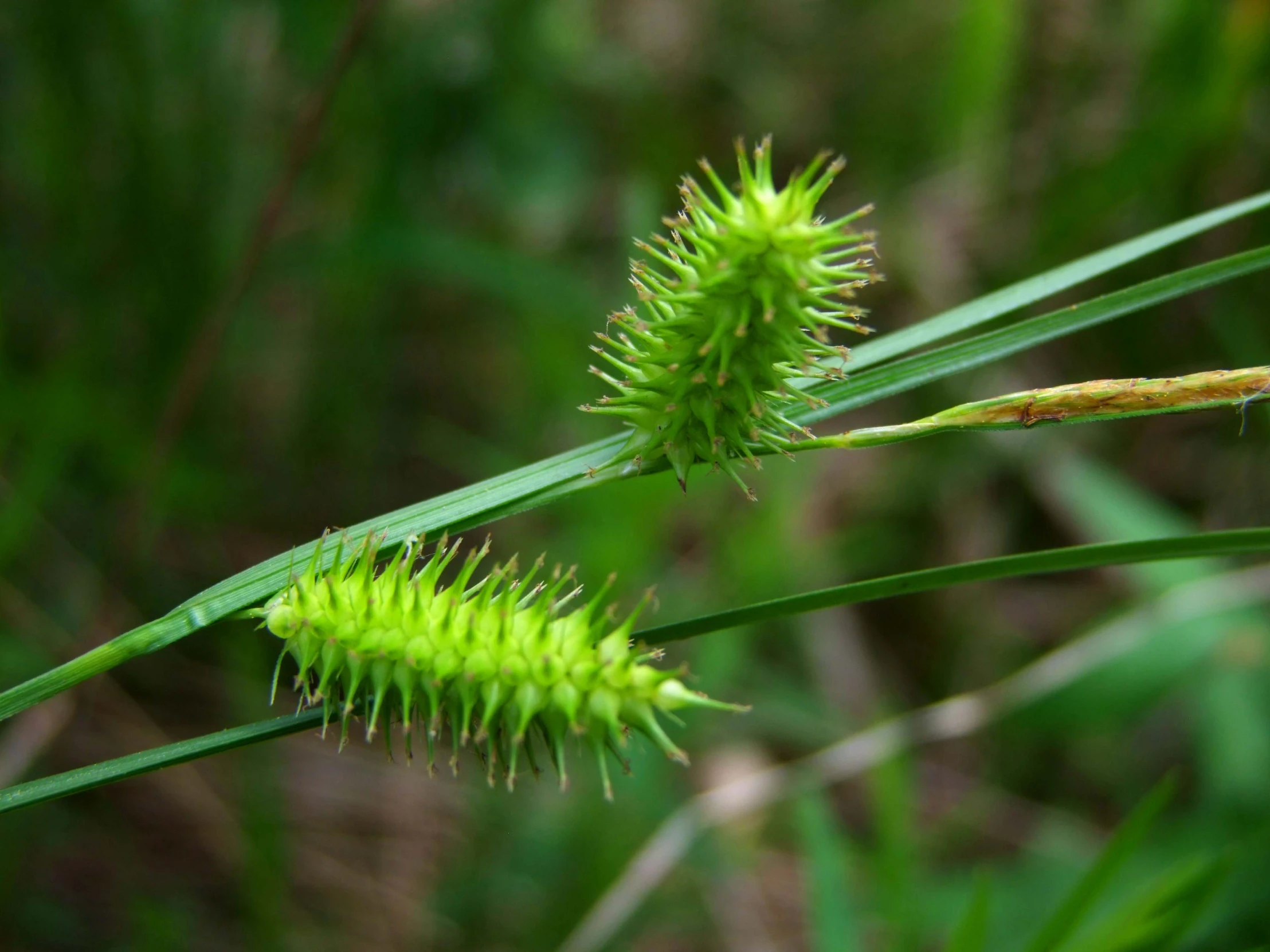 the flowers are blooming together on the green stems