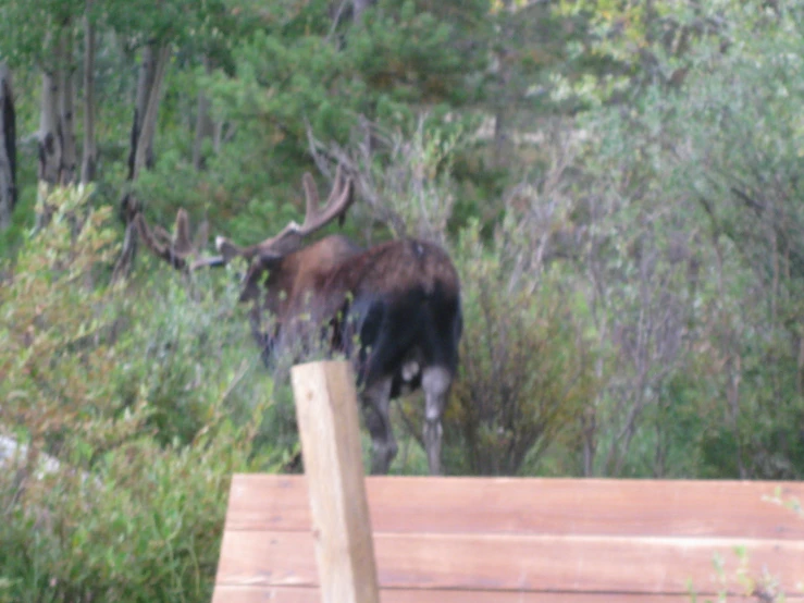 some deer in the middle of a wooded area