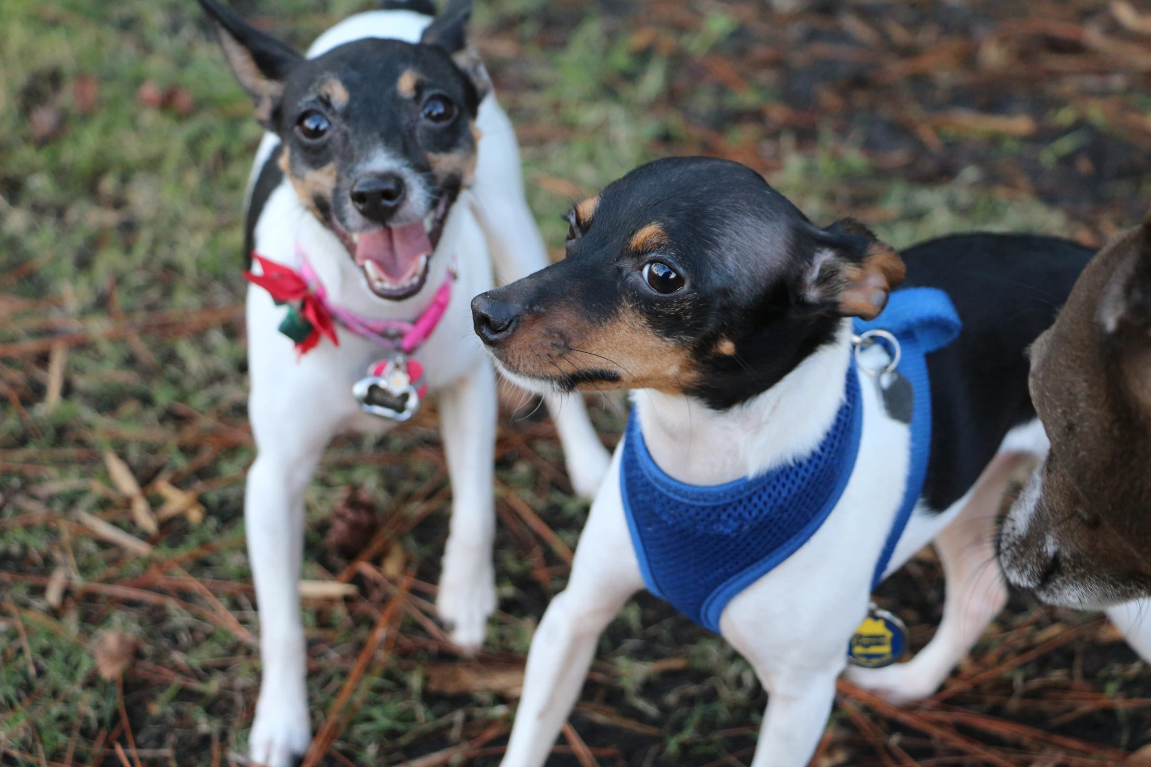 two small dogs one is barking while the other has his face to the side