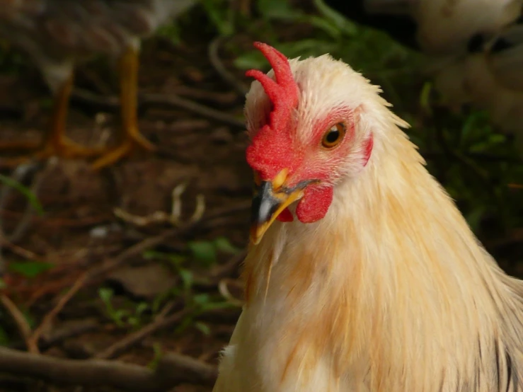 a close up image of a chicken near a group of other chickens