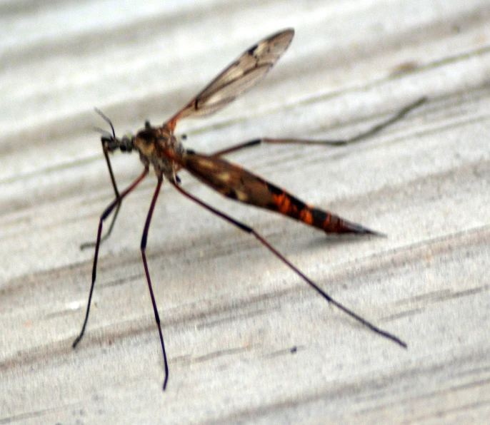a mosquito that is laying down on the ground