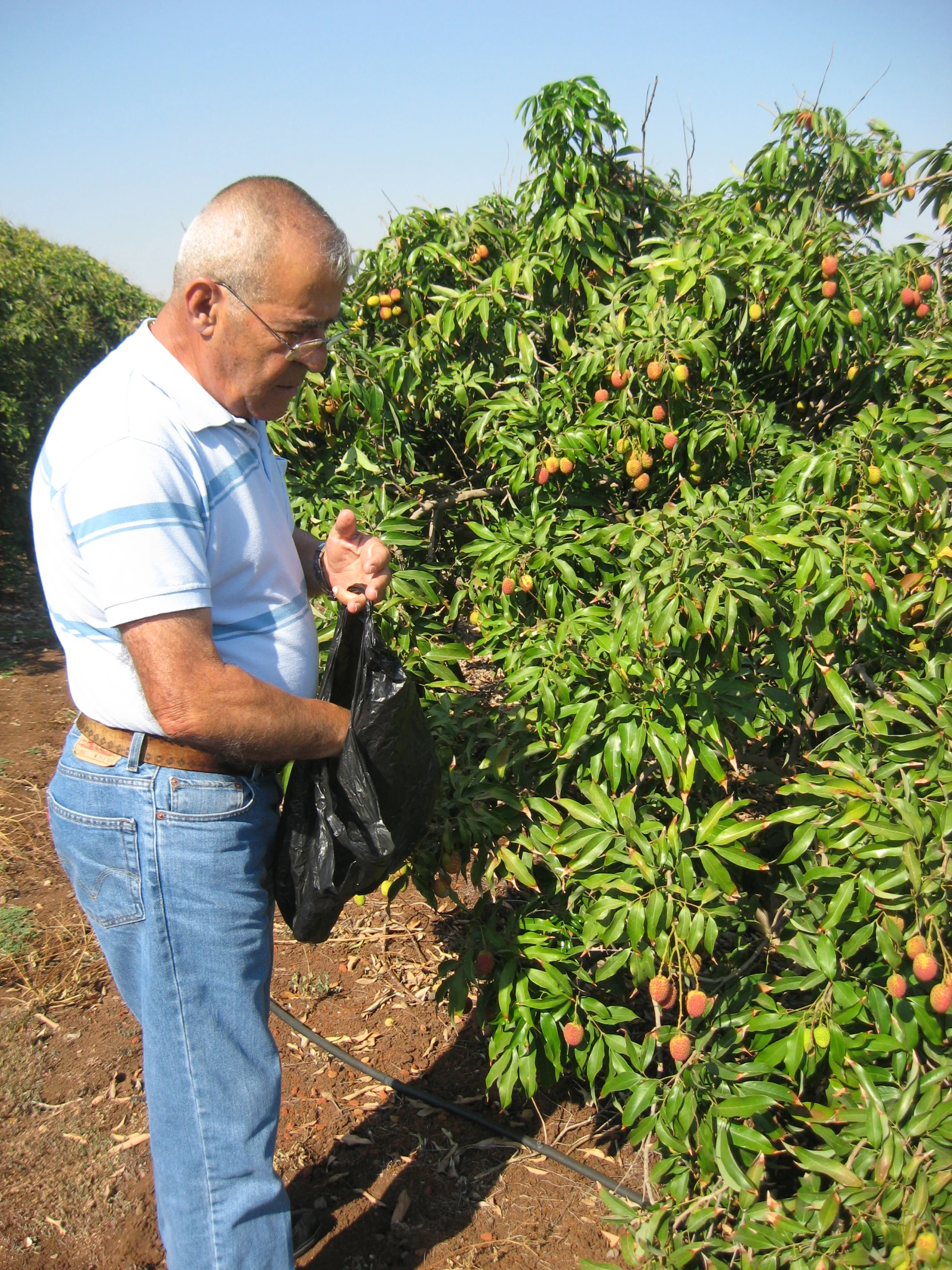 a man in glasses standing on the side of a road next to an orange grove