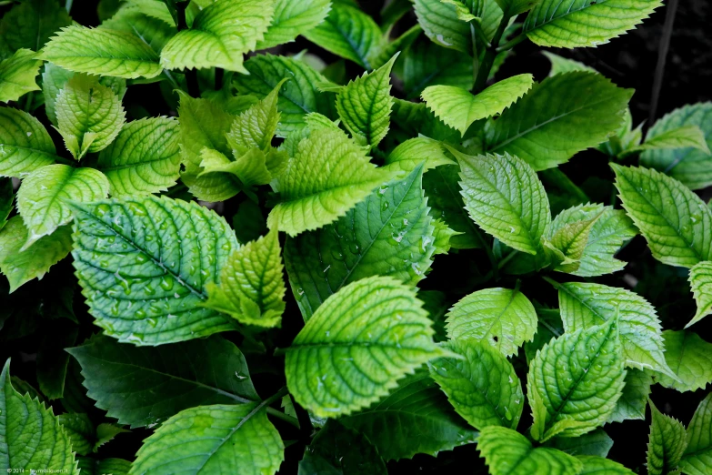 green leaves with water drops from them